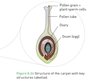 In depth asexual reproductive system.