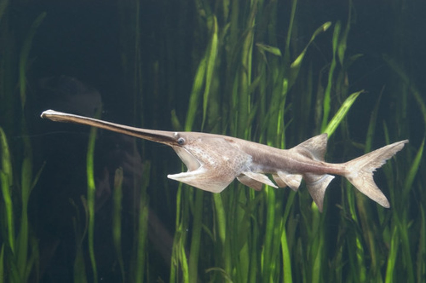 <p>Order Acipenseriformes;</p><p>Paddlefishes;</p><p>-Asymmetrical caudal fin base (heterocercal)</p><p>-Paddle-shaped snout</p><p>-Freshwater; rarely brackish</p><p>-2 genera and 2 species</p><p>-Single species in TN</p>