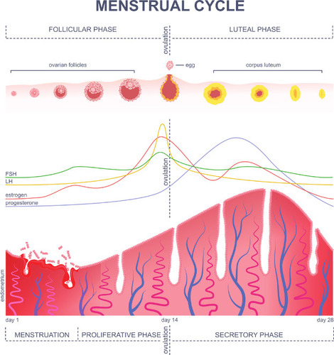 <ol><li><p>Follikelfas.</p></li><li><p>Ovulation.</p></li><li><p>Lutealfas.</p></li></ol>