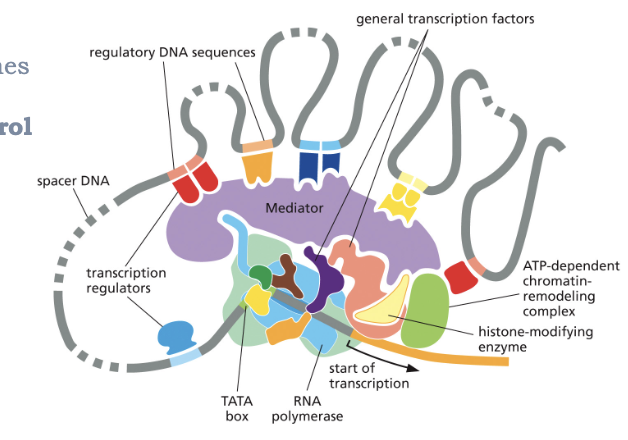 <ul><li><p>MANY EUKARYOTIC GENES ARE UNDER COMBINATORIAL CONTROL BY MULTIPLE TRANSCRIPTION REGULATORS </p></li><li><p>TOGETHER, THESE REGULATORS DETERMINE THE RATE OF TRANSCRIPTION </p></li></ul><p></p>