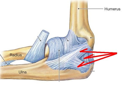 Connects the medial epicondyle of the humerus to the ulna