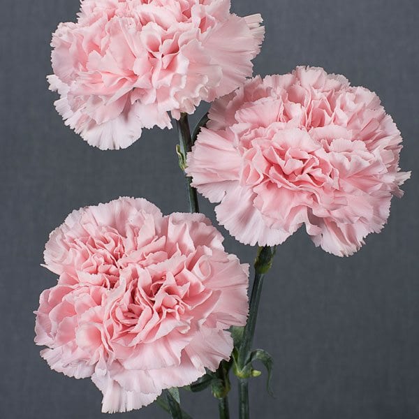 <p>Dianthus caryophyllus</p>