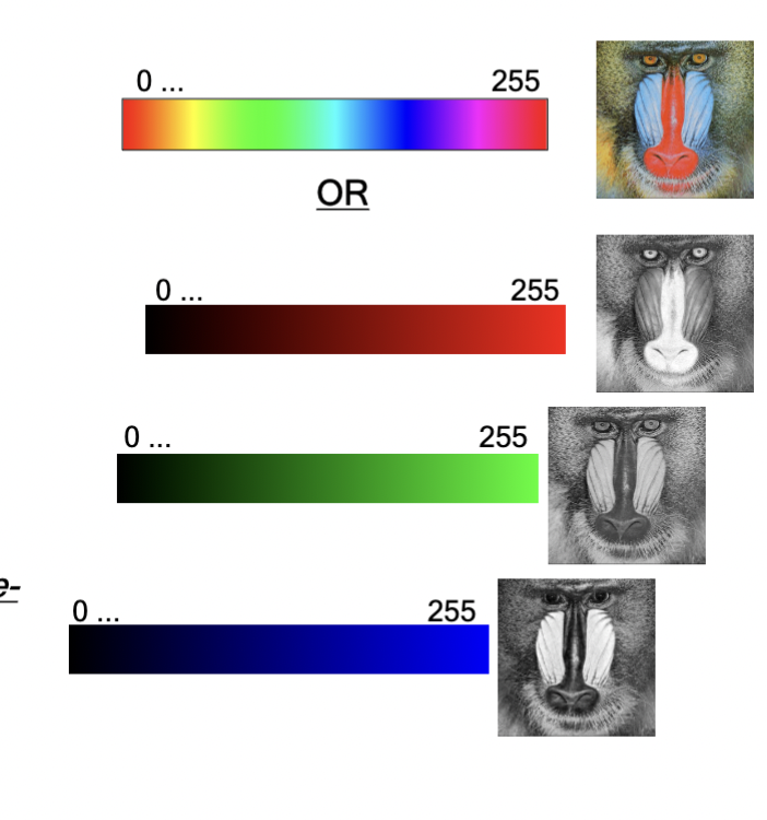 <p>multiple can be represented as color images; these represented by another LUT is often called a false-color or pseudo-color image</p>