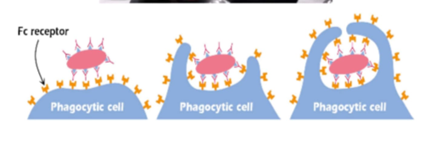 <p>The Fc portion of the IgG molecule confers the opsonizing property.</p>