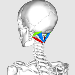 <p>Name the muscles that make up the suboccipital triangle:</p>