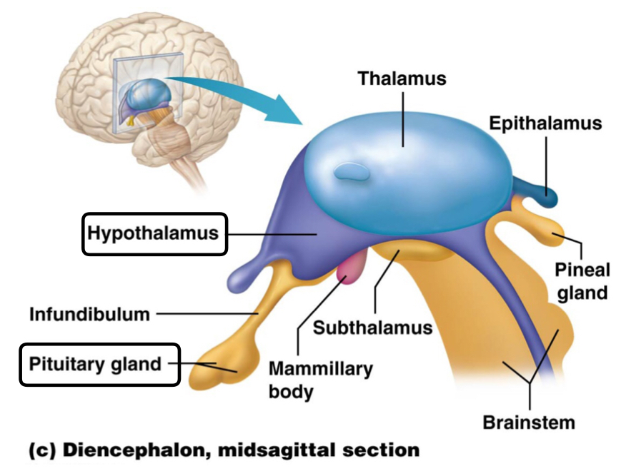 <p>Oxytocin and antidiuretic hormone (ADH)</p><ul><li><p>Control the pituitary gland</p></li></ul>