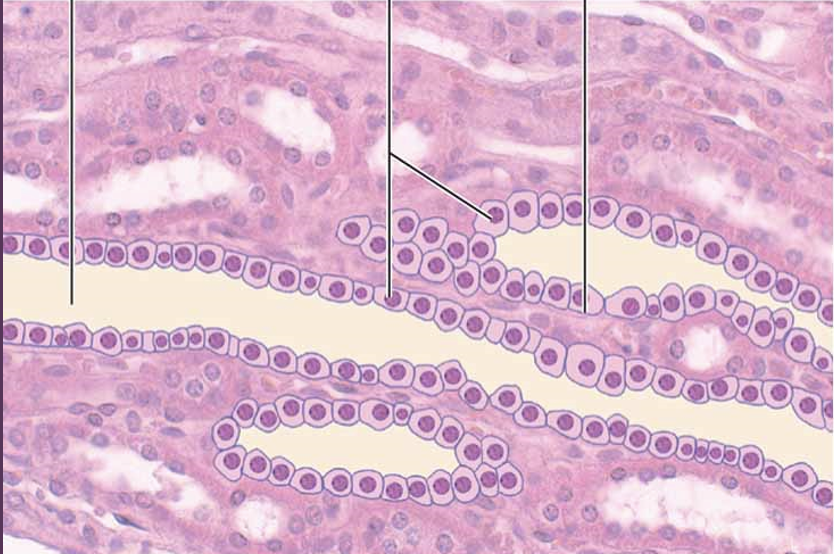 <p>simple cuboidal epithelium</p>