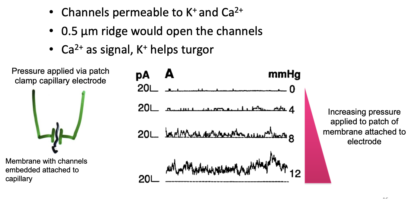 <ul><li><p>stretch-activated (mechnosensitive) cation channel</p><ul><li><p>permeable to K+ and Ca2+</p></li></ul></li></ul><p></p>