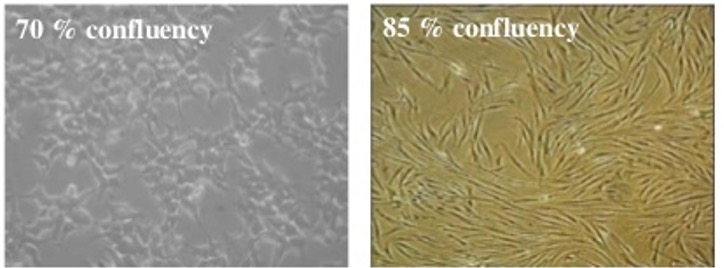 <p><span>refers to adherent cells only;</span></p><p><span>•an estimate of cell number in a culture flask, by looking at the proportion of the surface area covered by cells.</span></p><p><span>•Cells show different growth rate and/or gene expression depending on the degree of confluence.</span></p><p><span>•In a series of experiments cells should be plated at the same density for consistency and reproducibility.</span></p><p><span>•When cells are approx. 70% confluent – time to split.</span></p><p></p>