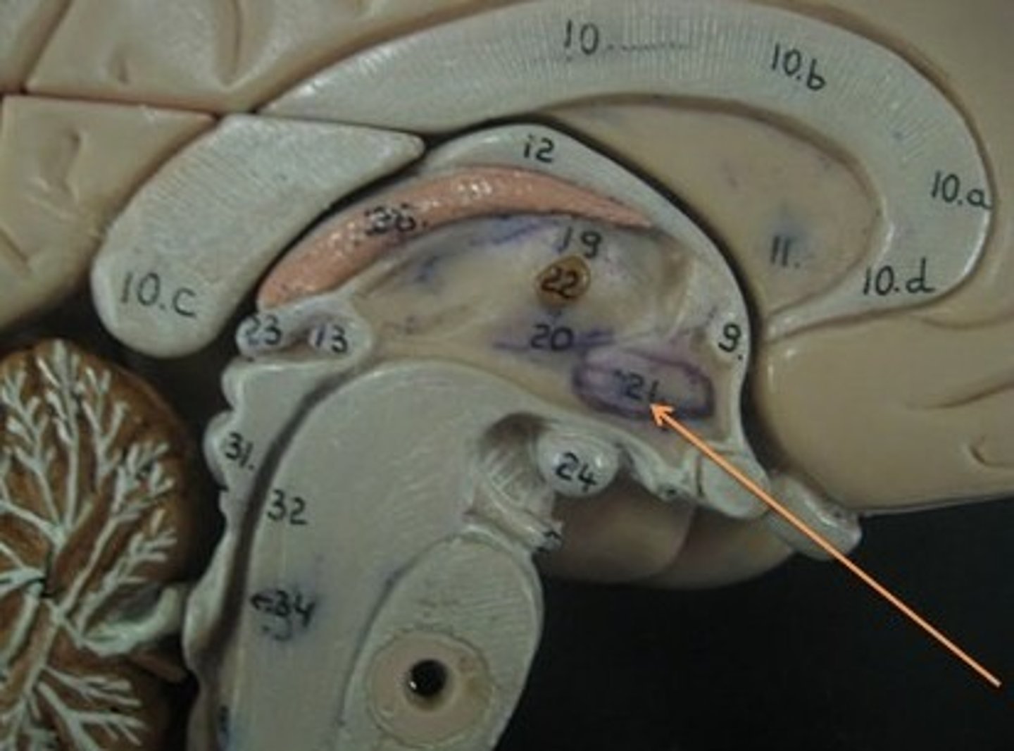 <p>just below thalamus</p><p>major role in regulation of motivation behaviors (eat, sleep, sex)</p>