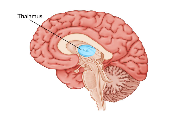 <p>Top of brainstem</p><ul><li><p>Brain’s sensory control center</p></li><li><p>Directs incoming sensory info to sensory-receiving areas in the cortex, transmits replies to cerebellum and medulla</p></li><li><p>Like a travel-hub</p><ul><li><p><span style="color: blue"><mark data-color="#FCE7D2">Th</mark></span> is for<span style="color: blue"> <mark data-color="#FCE7D2">travel hub</mark></span>, or <span style="color: blue"><mark data-color="#FCE7D2">traffic hub</mark></span></p></li><li><p>Controls 4 of 5 total senses</p></li></ul></li></ul>