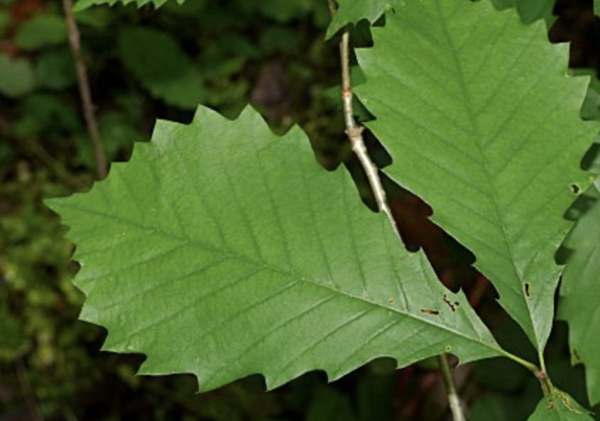 <p><em>Quercus muehlenbergii</em></p><p>Fagaceae</p>