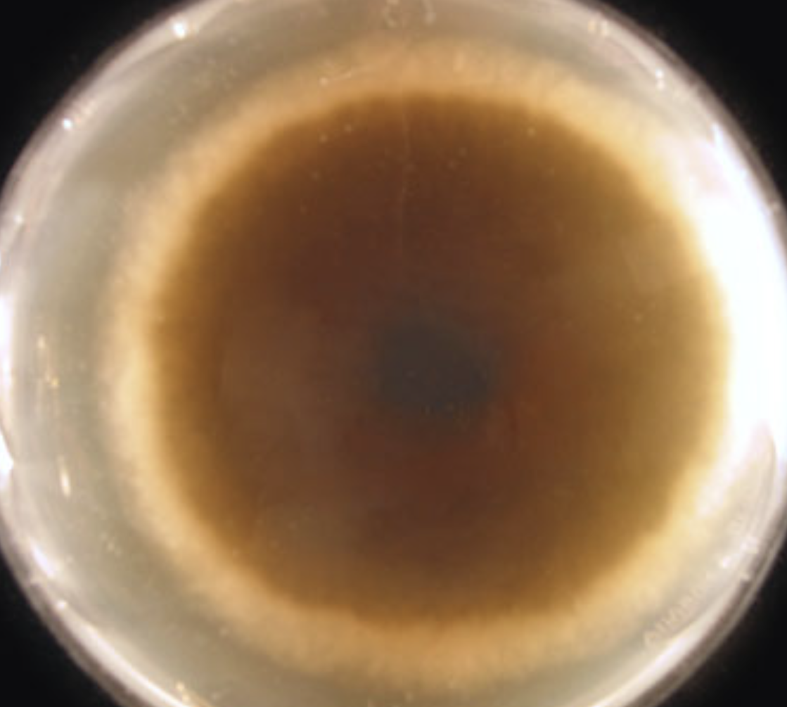 <p>What species is this? Obverse or reverse?</p>