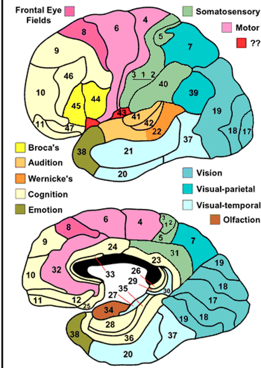 <p>Anterior Cingulate Gyrus</p><p>- Interface between limbic and frontal areas</p><p>- Action provoked by negative emotions (irritation)</p>