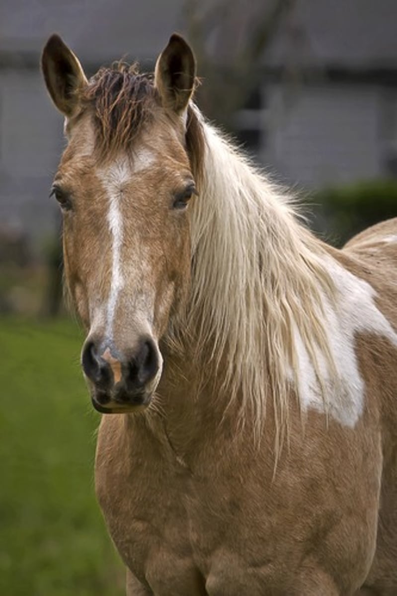 <p>sexually mature, female horse (above 4 years)</p>