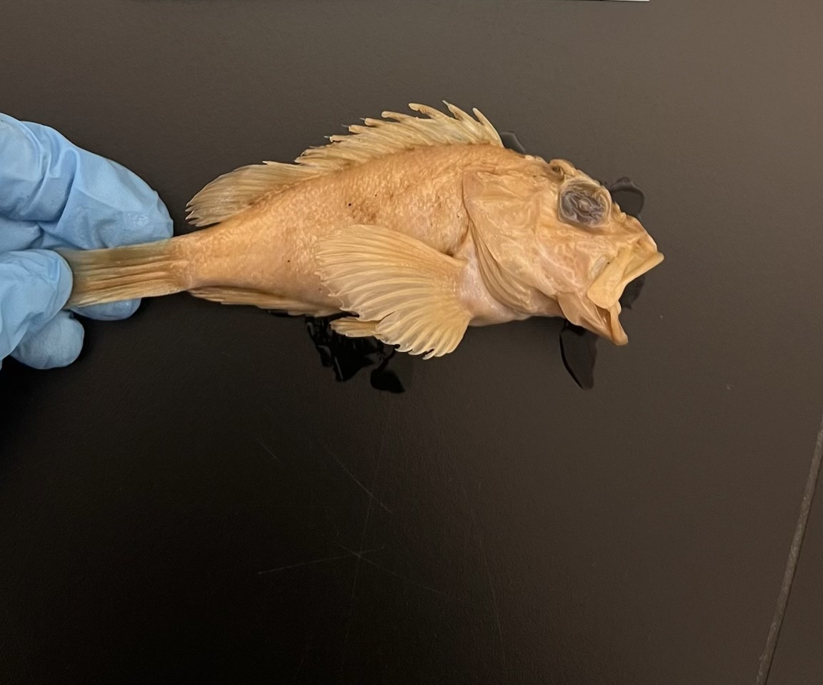 <p>Scorpionfishes and Rockfishes</p>