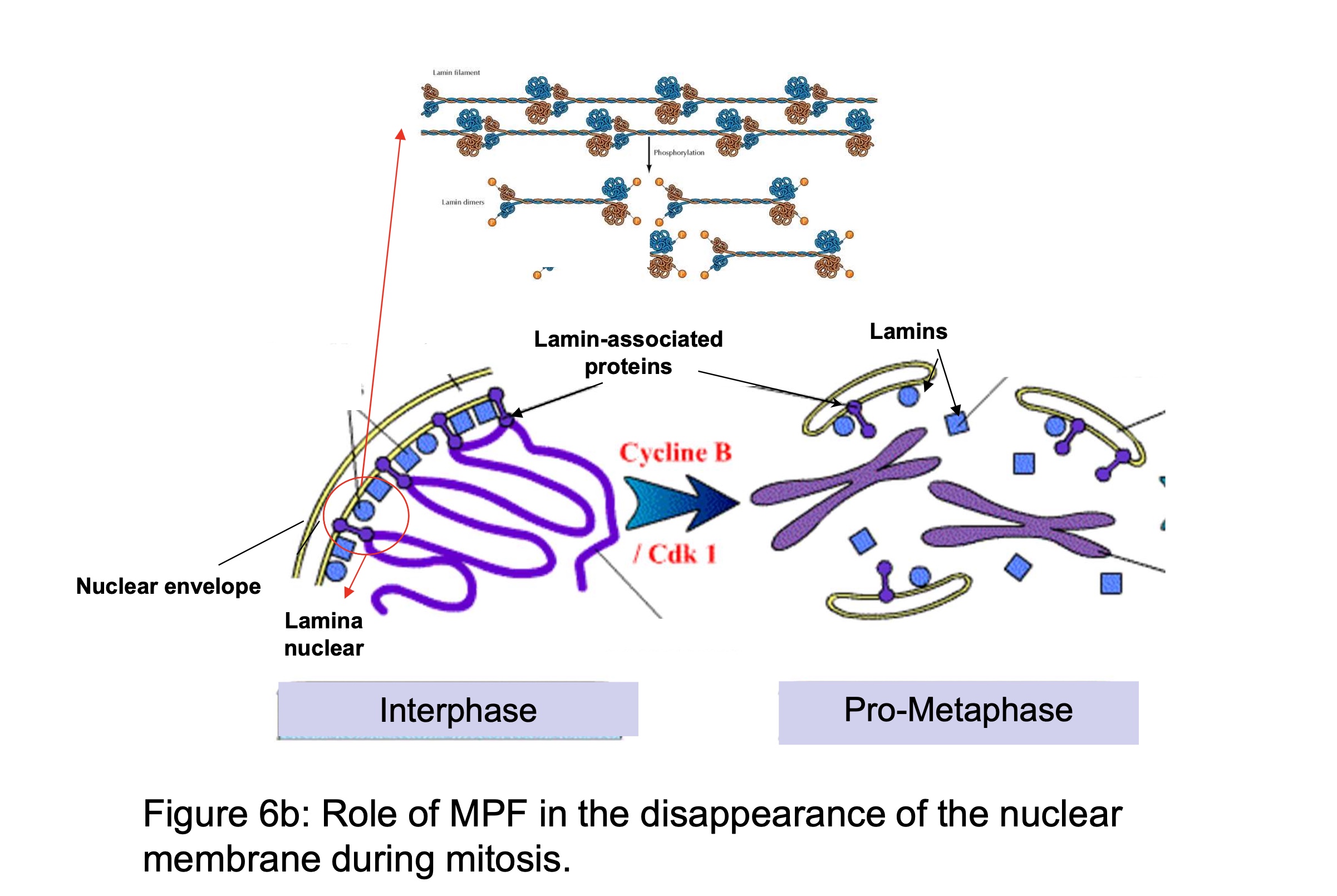 <p>MPF <strong>phosphorylates</strong> <strong>Lamines</strong> (= supporting structure) and<strong> Lamine associated proteins</strong> (= junction between chromatin and inner nuclear membrane): </p><p>→ Lamine no longer interact w/ each other so <strong>dissociation</strong> of nuclear lamina and <strong>nuclear membrane</strong> <strong>fragments</strong> </p><p>→ physical association of chromatin w/ nuclear membrane by lamine is released and the <strong>chromatin is free</strong> to condensed </p>