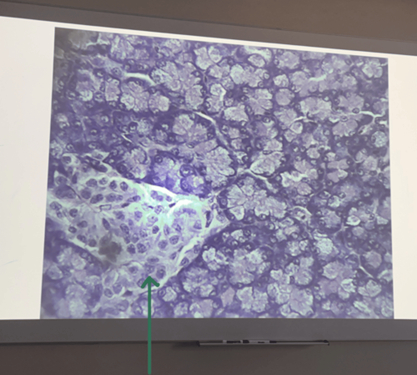 <p>gland and structure</p>