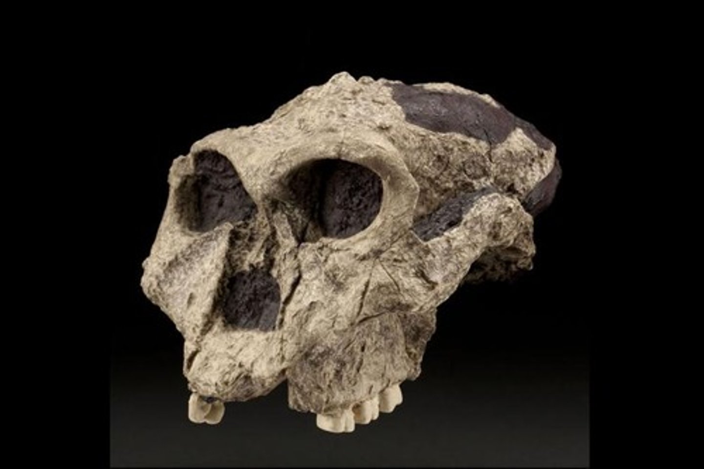 <p>P. robustus has larger teeth and chewing muscles, as well as a sagittal crest, which suggested stronger jaw muscles to chew tough leaves and nuts easily.</p>