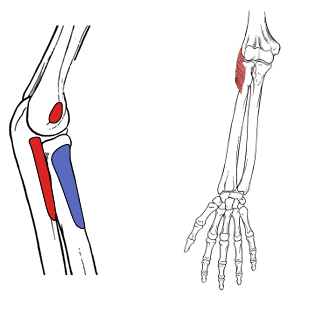 <p>What is the origin for supinator?</p>