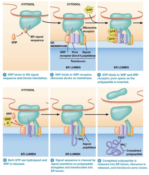 <ol><li><p>mRNA binds to a free ribosome. The polypeptide is synthesizd until the ER signal sequence has been formed</p></li><li><p>SRP binds the ER signal sequence and blocks translation</p></li><li><p>The SRP binds to the ribosome to a translocon in the ER membrane</p></li></ol><p></p>