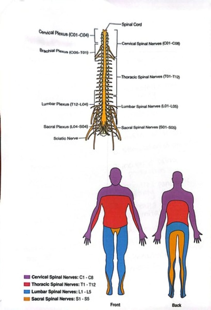 <p>They carry sensory and motor information to and from the central nervous system.</p>