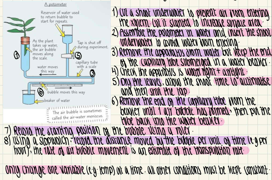 knowt flashcard image