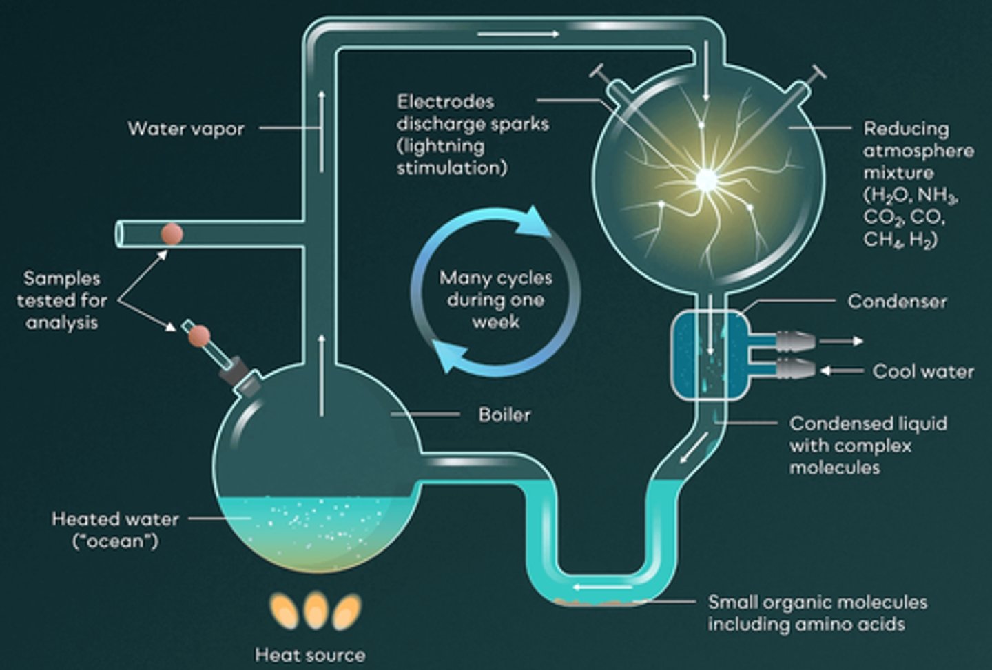 <p>C.Amino acids</p><p>In Miller and Urey’s experiment, they sealed chemicals (ammonia, methane, hydrogen) and water (to mimic the ocean) in a flask and heated it. As the water vaporized, it mixed with the gases to simulate early Earth’s atmosphere. They then introduced electrical sparks to represent lightning as the energy source. Using a condenser, they collected the resulting gas and found that, with the help of the simulated lightning, the inorganic molecules had transformed into organic molecules – specifically amino acids. This experiment and the formation of amino acids provided strong support for the hypothesis about how the earliest organic molecules were formed.</p>