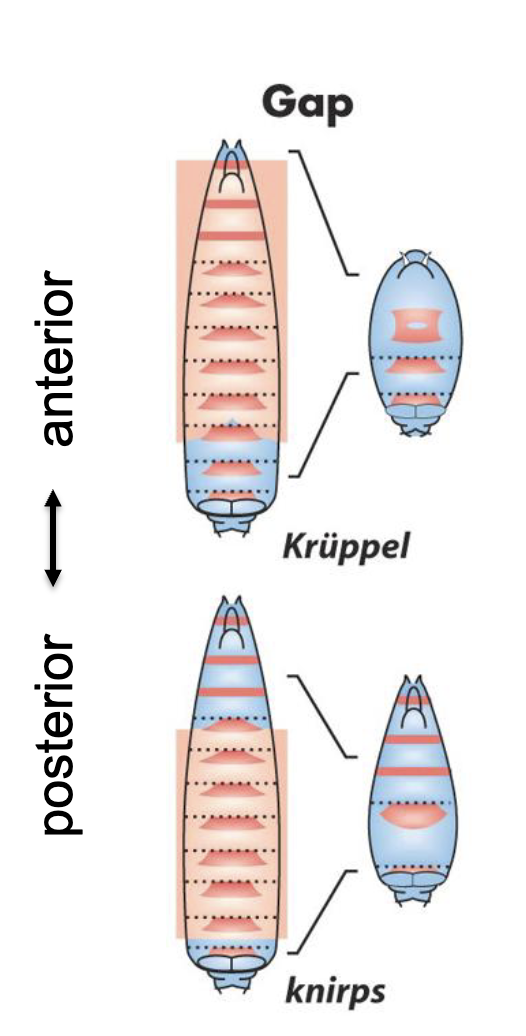 <ul><li><p>phenotype involves large gaps in the array of segments</p></li><li><p>used earliest in development</p><ul><li><p>broad decisions made earlier in development, so if the genes controlling these decisions aren’t working then a broader part of the body pattern would be affected.</p></li></ul></li><li><p>most likely to be the direct targets of the maternal effect transcription factors</p><ul><li><p>These are the earliest zygotic genes to be expressed, so the only other TFs around to induce their expression would be from maternal effect genes.</p></li></ul></li></ul><ul><li><p><em>bcd-, hb-, cad-, nos-</em> are likely to be gap mutants based on their mutant phenotypes</p><ul><li><p>Most similar because there are large gaps of missing segments ie. Head/thorax segments or abdominal segments</p><p></p></li></ul></li></ul><p></p>
