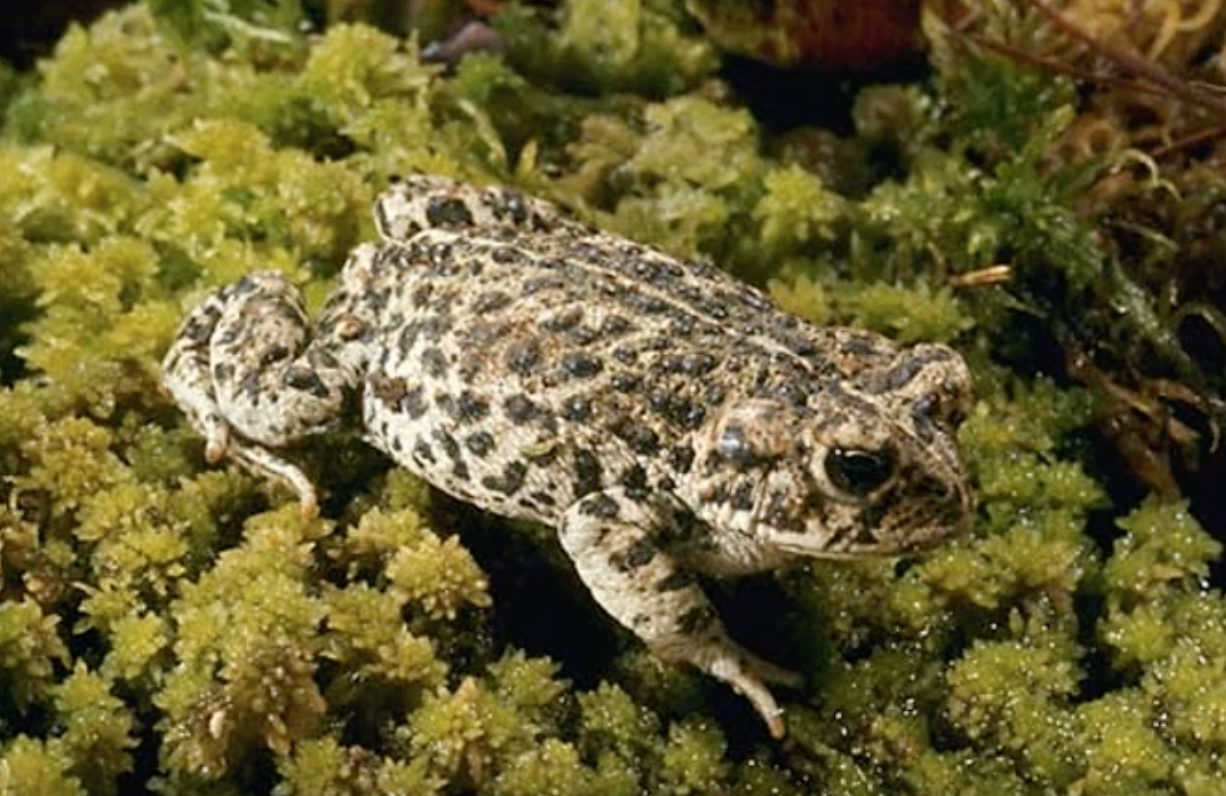 Rocky mountain boreal toad
