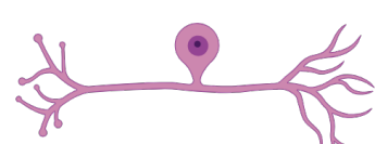 <p>multipolar, bipolar, unipolar? </p>