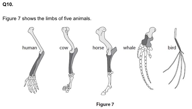 <p>Describe how the structure of these limbs provides scientists with evidence for evolution.</p>