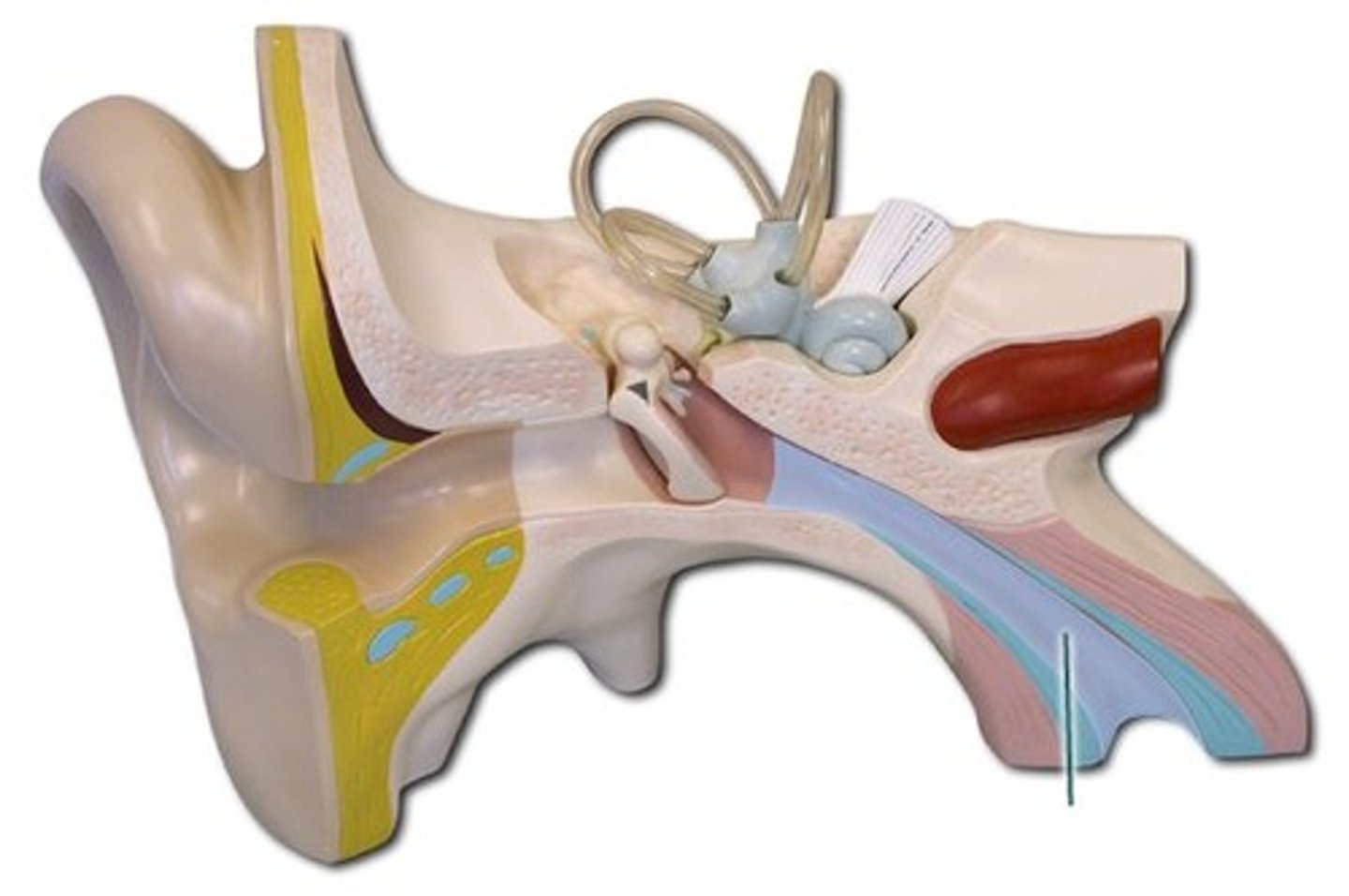 <p>DEFINITION</p><p>Connects the middle ear to the nasal cavity; helps equalize pressure between the middle ear and the environment</p>