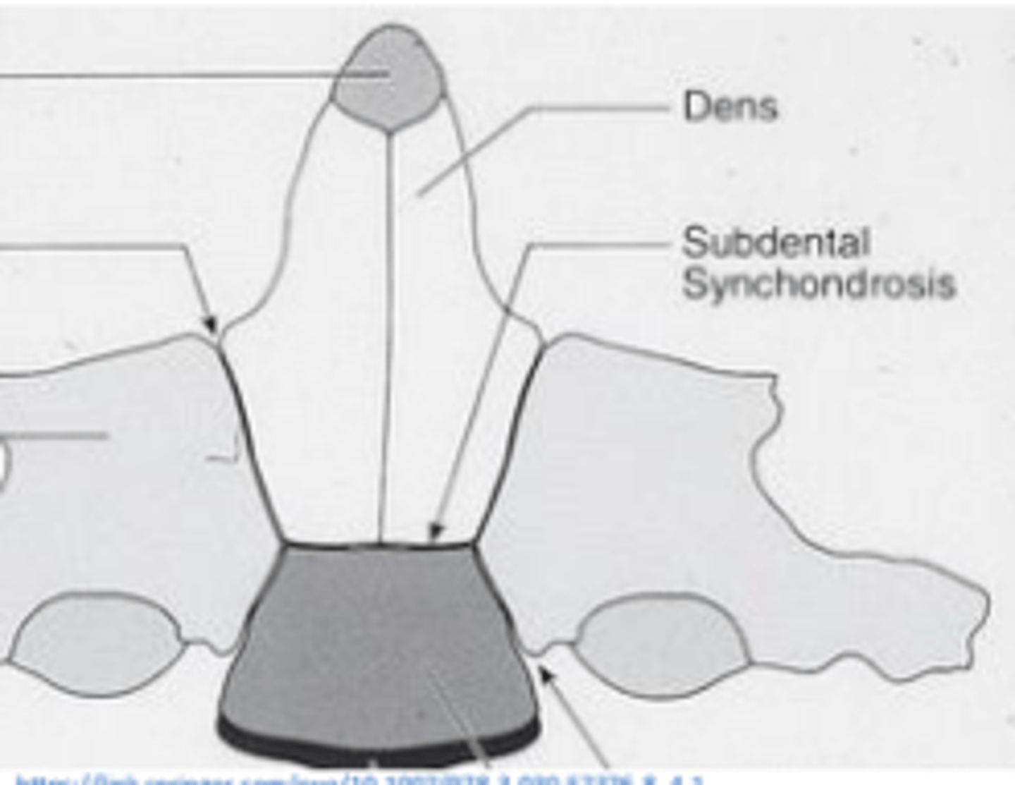 <p>subdental synchondrosis:</p><p>- bilateral primary centers of ossification for the dens</p><p>- cartilaginous synchondrosis </p><p>- fuses between 4-7 </p><p>- persists beyond age 7 -> os odontoideum </p>