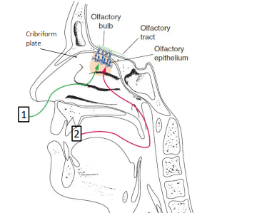 <p>CN I: How do we smell?</p>