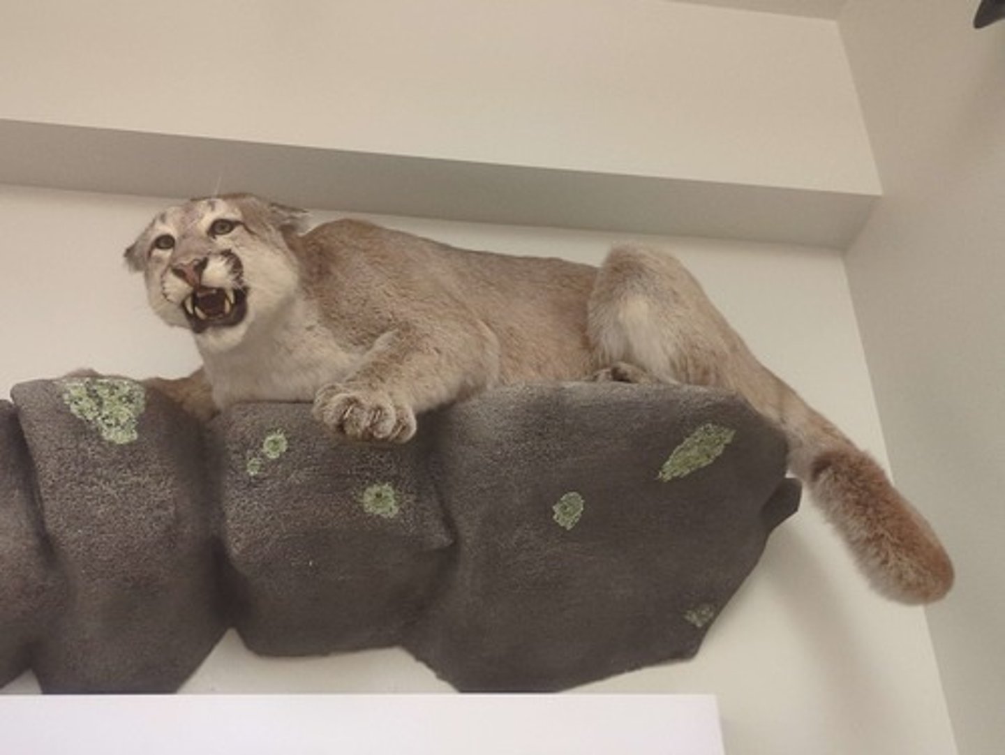 <p>What animal is this? Answer with "Wall" after animal name.</p>