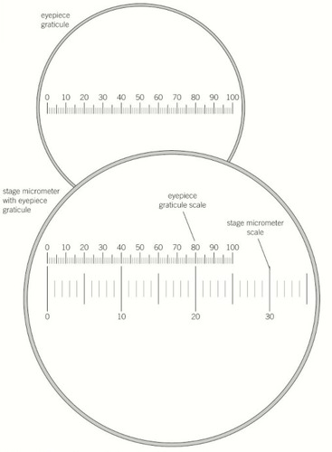 A series of lines on a microscope which can be used to calculate the size of objects.
