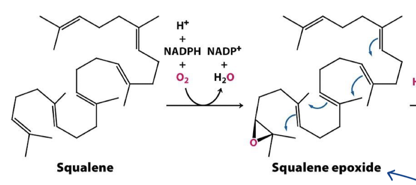 <p>Squalene monooxygenase adds one oxygen to the end of the squalene chain; NADPH reduces the other oxygen atom of O2 to H2O to make squalene 2,3-epoxide.</p>