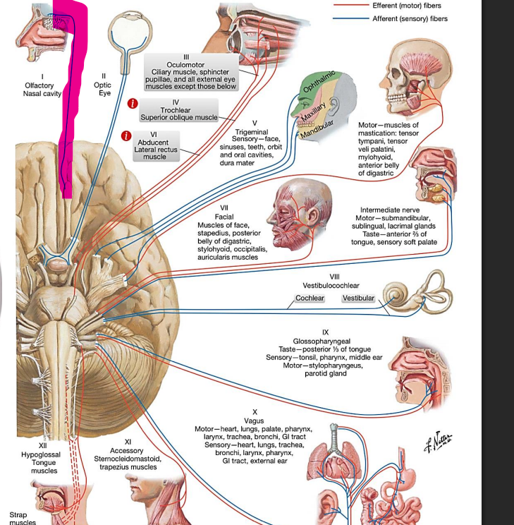<p>nervus olfactorius</p><p></p><p>uoslė</p>