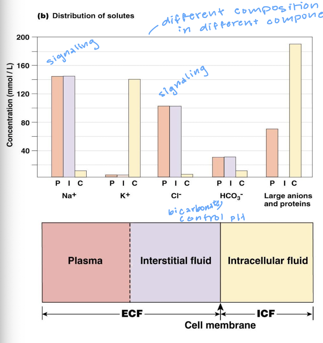 <ul><li><p>the composition of our internal environment is highly regulated with each having its own distribution</p></li><li><p>when the ECF compostion changes outside of an acceptable range compensatory mechanisms activate to return the fluid to its normal state</p></li><li><p>regulated variables include: ion, nutrient, and energy molecule concentrations; pH, gases, temperature, etc</p></li></ul><p></p>