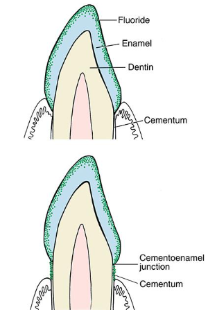 <p>continuous daily presence of fluoride can inhibit initiation and progression of dental caries</p><p>uptake is the most rapid during the 1st years after eruption </p>