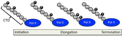 <p>Ser5 phosphorylation promotes promoter clearance and capping enzyme recruitment; Ser2 phosphorylation enhances elongation and 3′ end processing.</p>