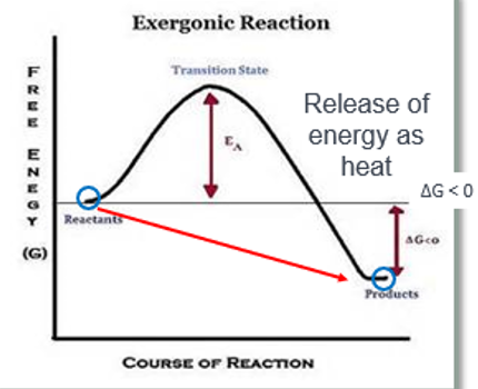 <p>Th products have <strong><u>less </u></strong>energy than the reactant</p>