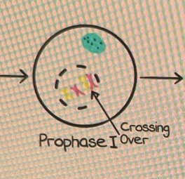 <p>Prophase I</p>