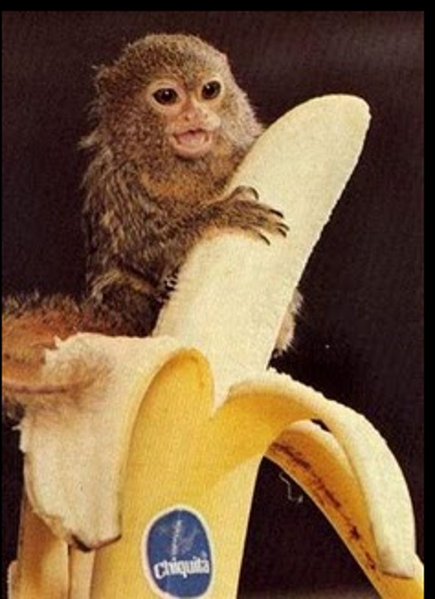 <p>une espèce de singe minuscule</p>