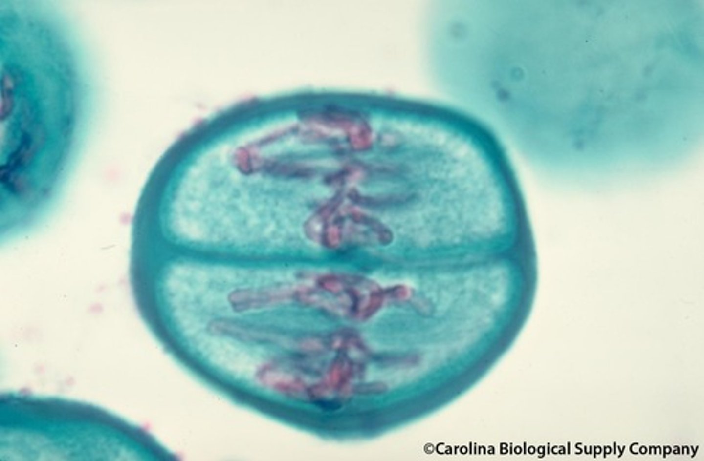 <p>chromosomes align along equator of cell</p>