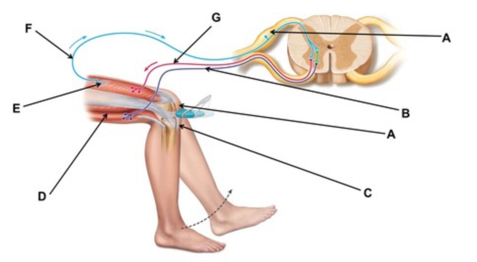 <p>This test could be used to test the functioning of which peripheral nerve? </p>
