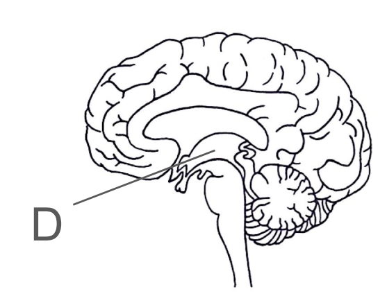 <ul><li><p>Its controlled by the hypothalamus </p></li></ul><p></p><ul><li><p>It releases hormones and stimulates other glands</p></li></ul>