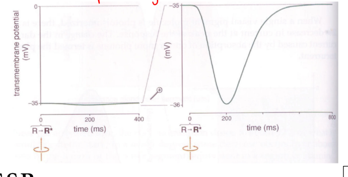 <p>the change in dark current caused by the absorption of one pr more photons</p><ul><li><p>when a single visual pigment molecule is photoisomerized, there is a 2% decrease in current at the peak of the response</p></li><li><p>when cG channels close, inward movement of Na+ and Ca2+ is reduced about 1pA (but outward flow of K+ continues; thus there is a net loss of positive charge in a rod</p><ul><li><p>results in hyperpolarization of thee membrane by about 1mV</p></li><li><p>change in transmembrane potential called photovoltage</p></li></ul></li></ul><p></p>