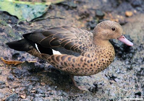<p>Family: Anatidae</p>